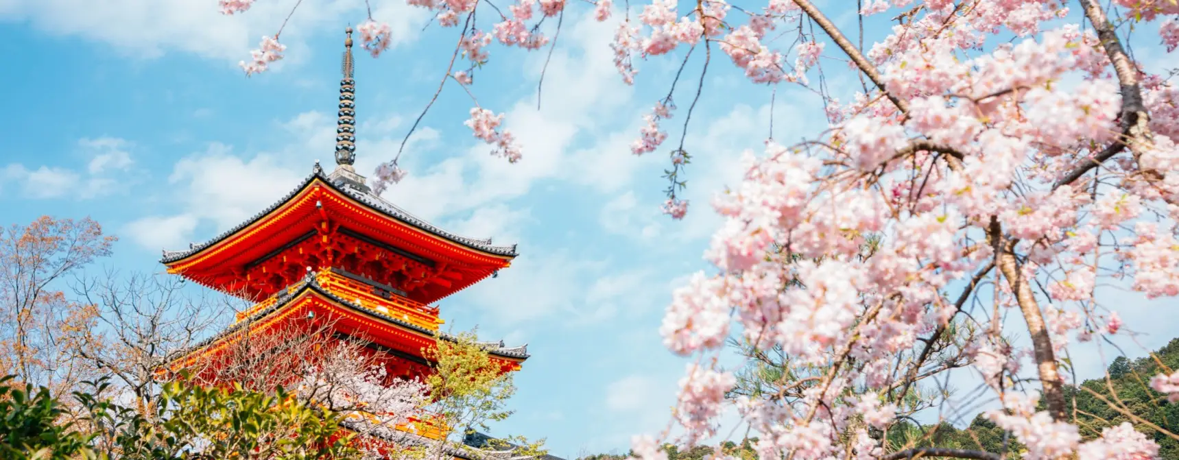 Sakura Nedir? Japonya'da Sakura Zamanı Nedir?