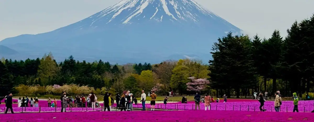 Fuji Dağı Etrafında Sakura Manzarası: Efsanevi Görüntüler
