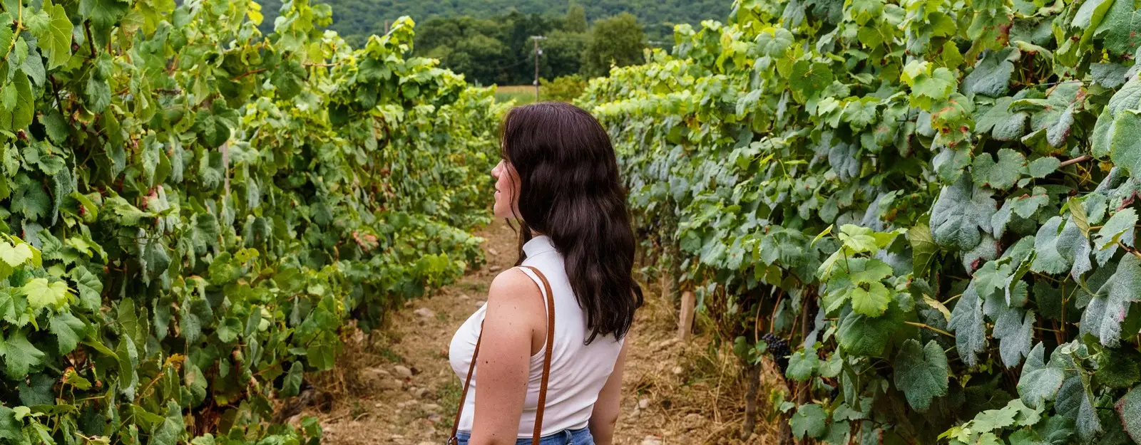 Şarap Bağları: Casablanca & Maipo Vadisi Şarap Tadım Rotaları