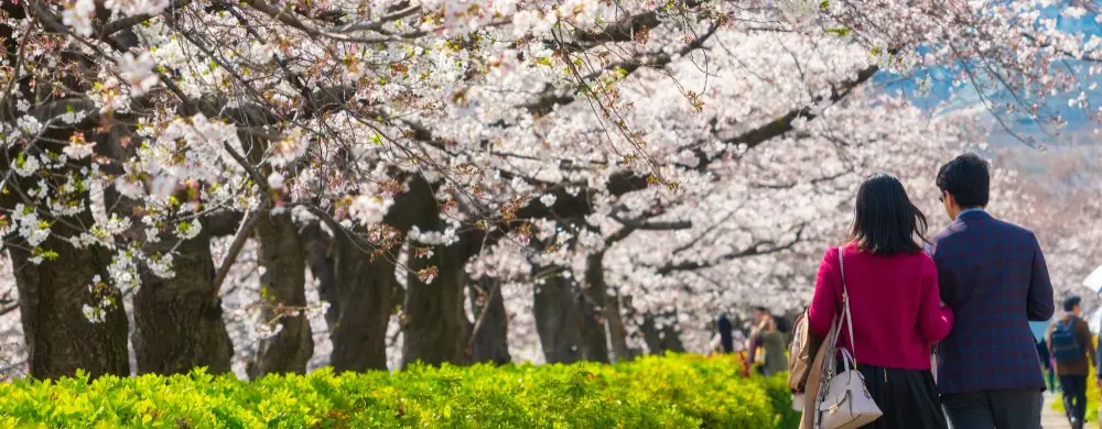 Sakura Nedir? Japon Kültüründe Kiraz Çiçeğinin Anlamı
