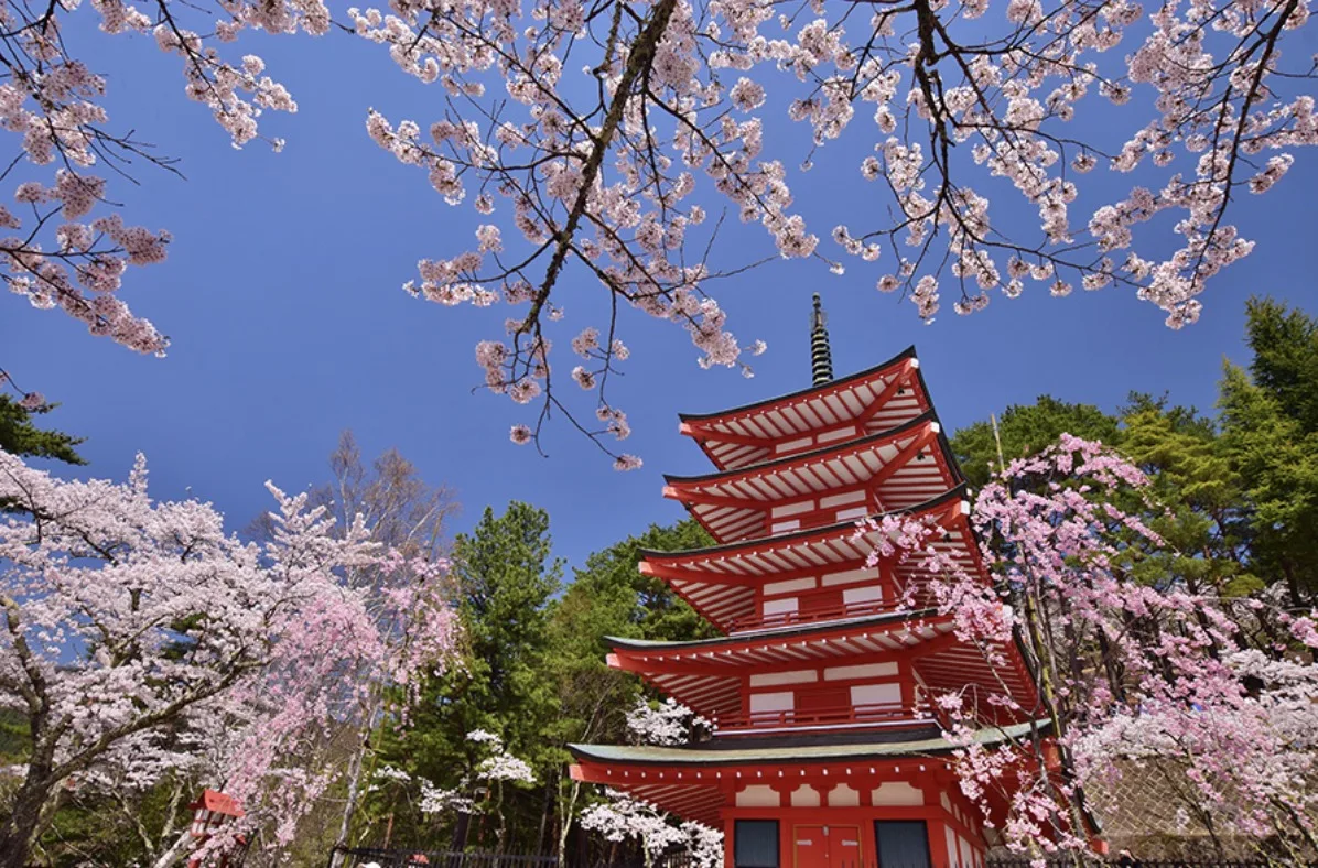 Bireysel Gezi mi Japonya Turu mu Daha İyi?