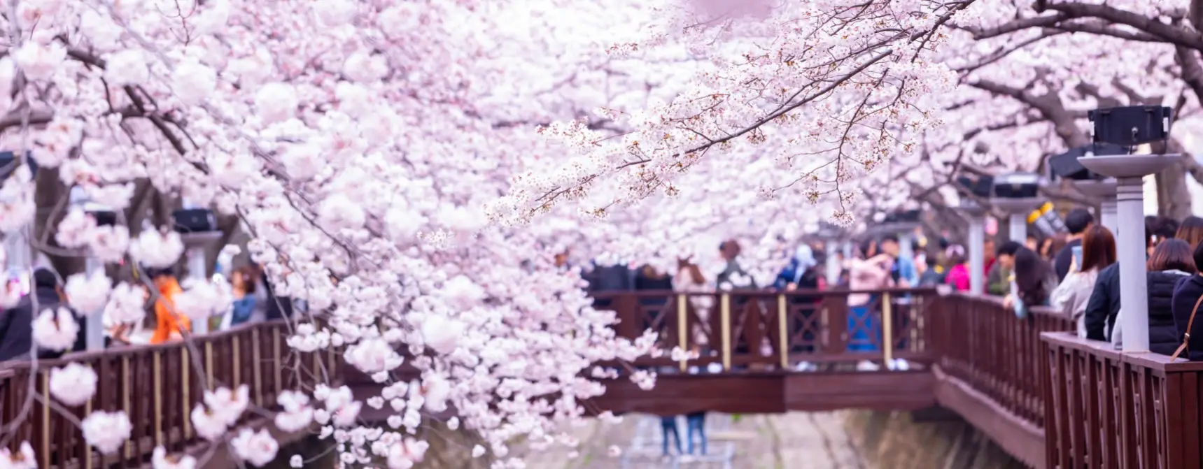 Güney Kore’de Bahar: Kiraz Çiçekleri (Sakura) Zamanında Seyahat
