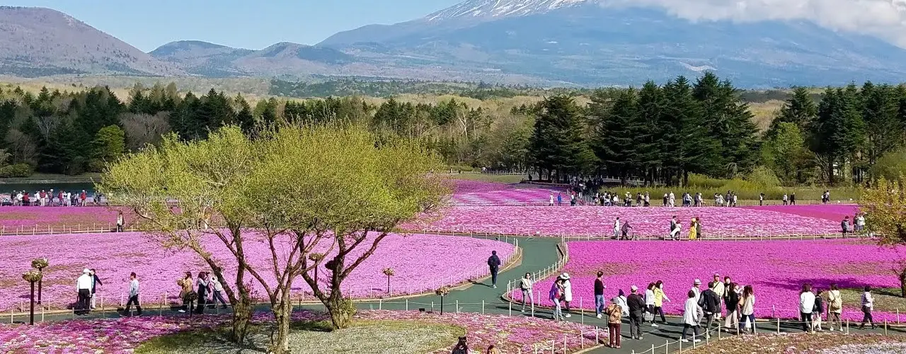Tokyo’da Sakura İzleme Rotaları: Ueno Park’tan Meguro Nehri’ne