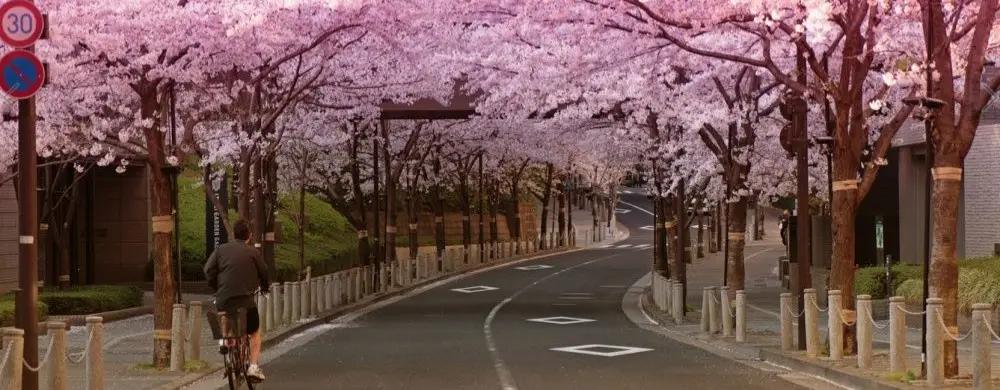 Japonya’da Sakura İzlenecek En Güzel 20 Nokta