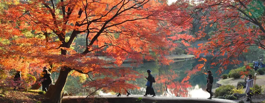 Japonya’da Koyo Mevsiminde Drone veya Fotoğraf Çekim Rehberi