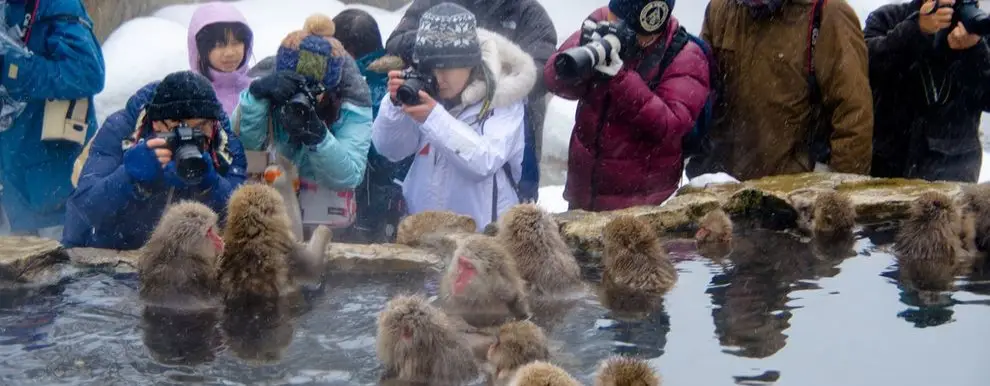 Japonya’da Kar Maymunları Nerede Görülür? (Jigokudani)
