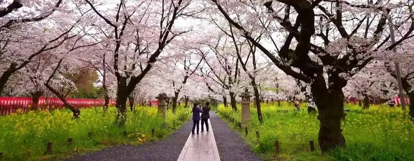 Japonya’da Sakura Fotoğraf Noktaları: En İnstagramlık Köşeler