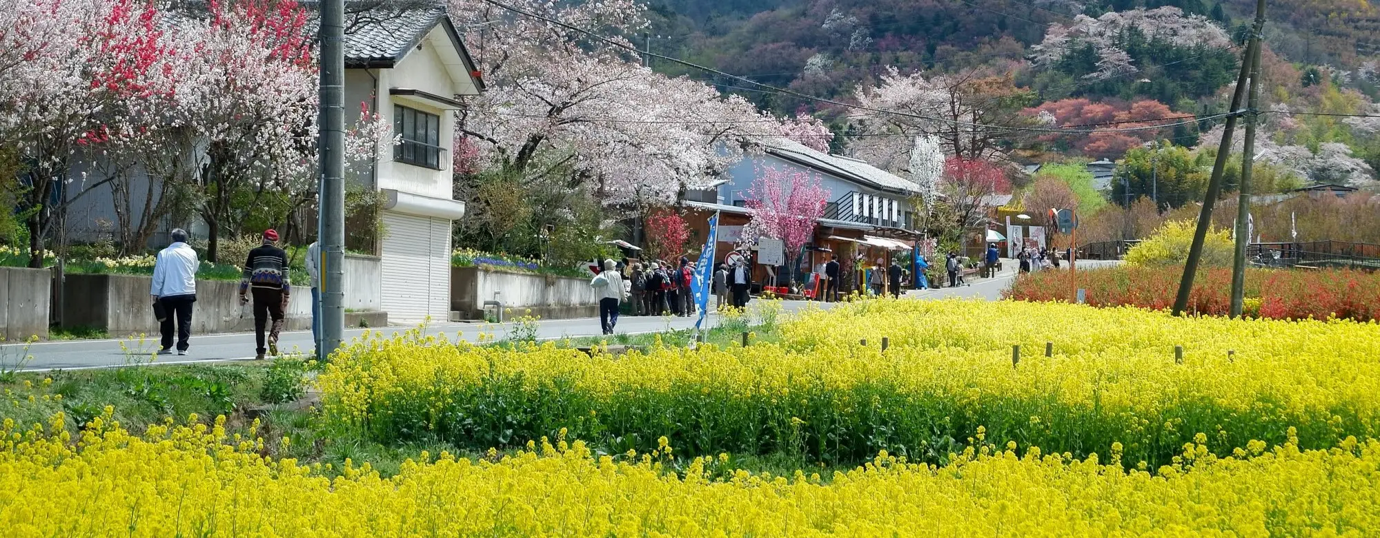 Japonya’da Koyo Fotoğrafçılığı: Işık, Renk ve Kompozisyon İpuçları