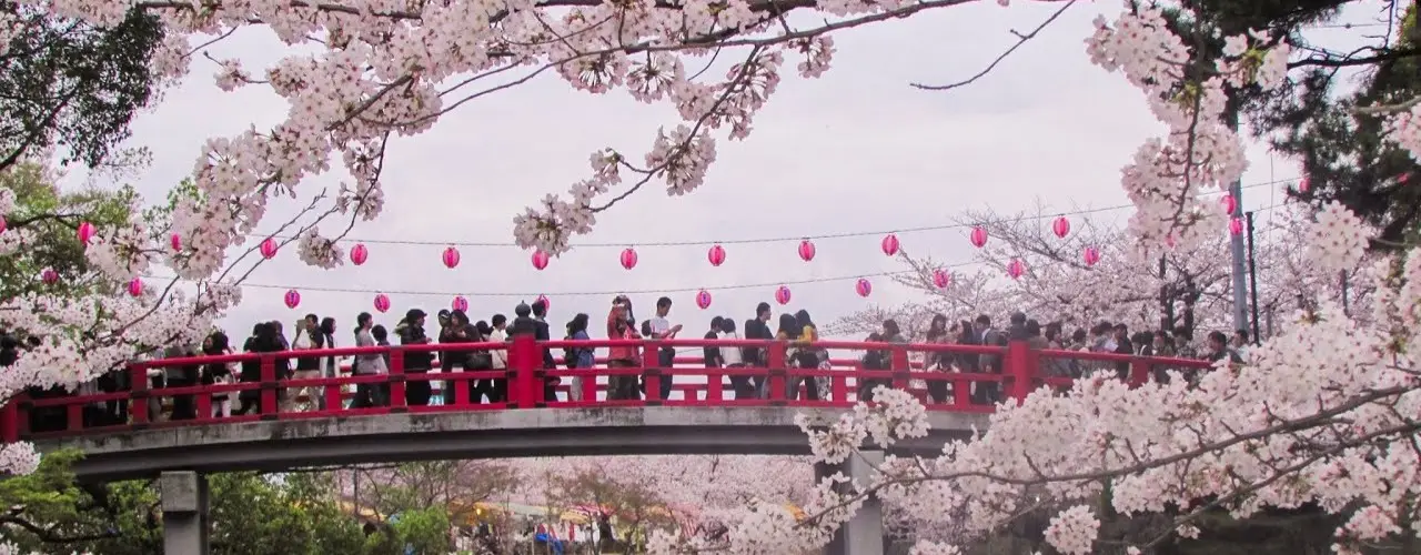 Sakura Temalı Japon Festivalleri: Baharın Kutlandığı Günler