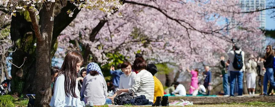 Sakura Mevsiminde Tokyo Disneyland ve Bahar Atmosferi
