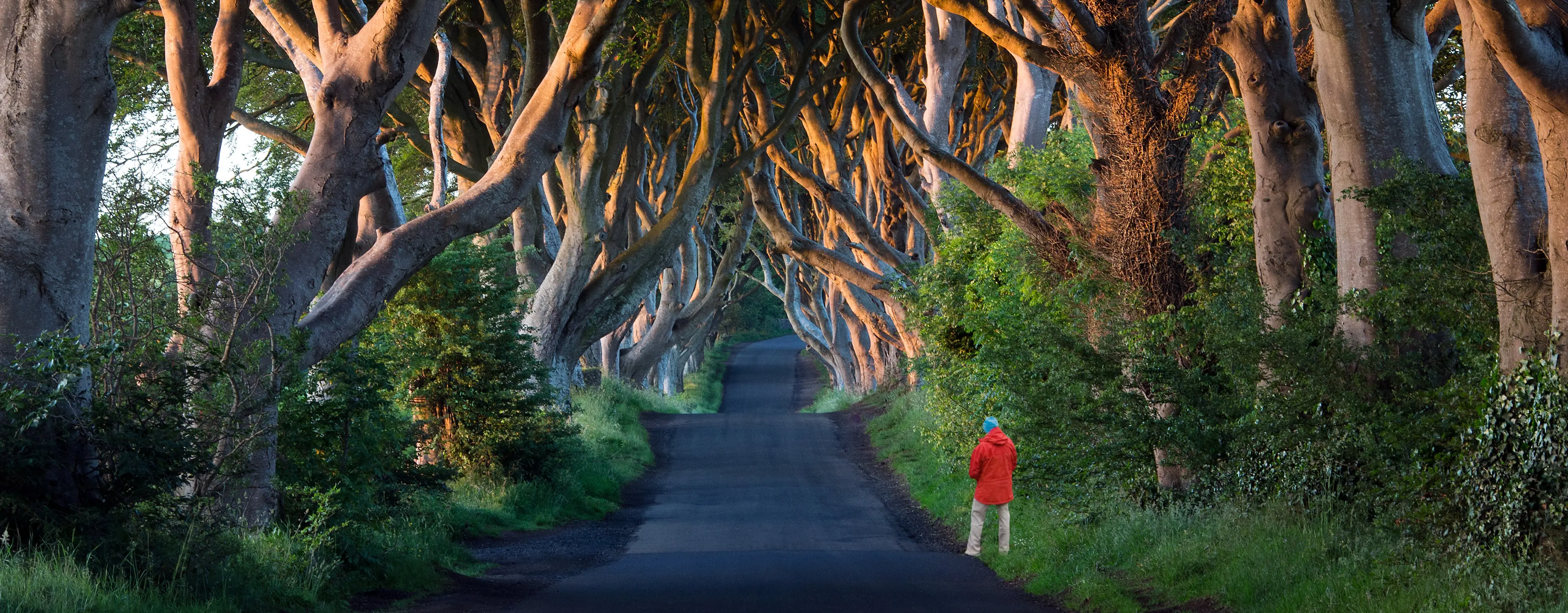 Dark Hedges Yolu: Arya Stark’ın Efsane Sahnesinin Gerçek Lokasyonu