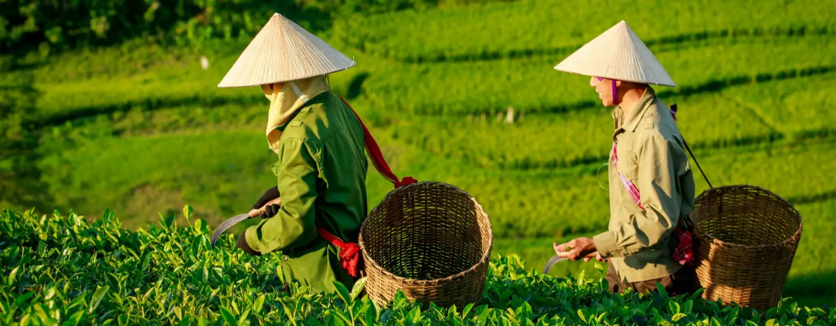 İngiliz Kültürü ve Gelenekleri: Çay Saati, Pub Kültürü ve Görgü Kuralları
