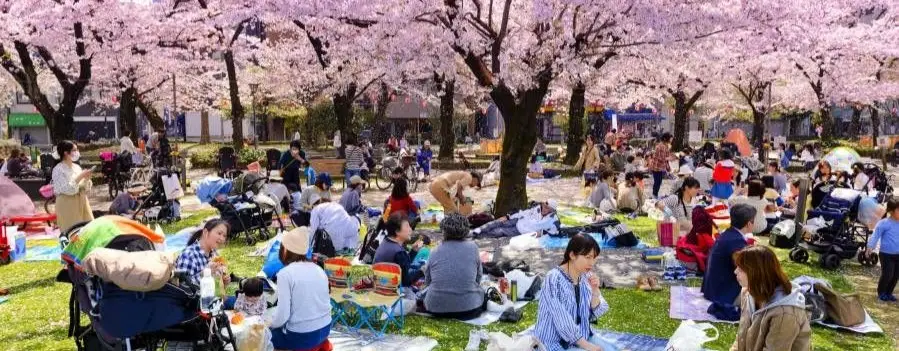 Japonya’da Sakura Ağaçları Altında Piknik Kültürü – “Hanami” Deneyimi