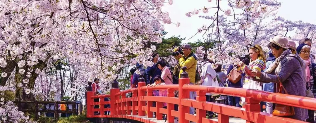 Sakura Turlarında En Popüler Şehir Kombinasyonları (Tokyo Kyoto Osaka)