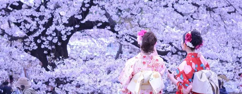 Sakura Mevsiminde Japonya’da Düğün ve Balayı Fikirleri
