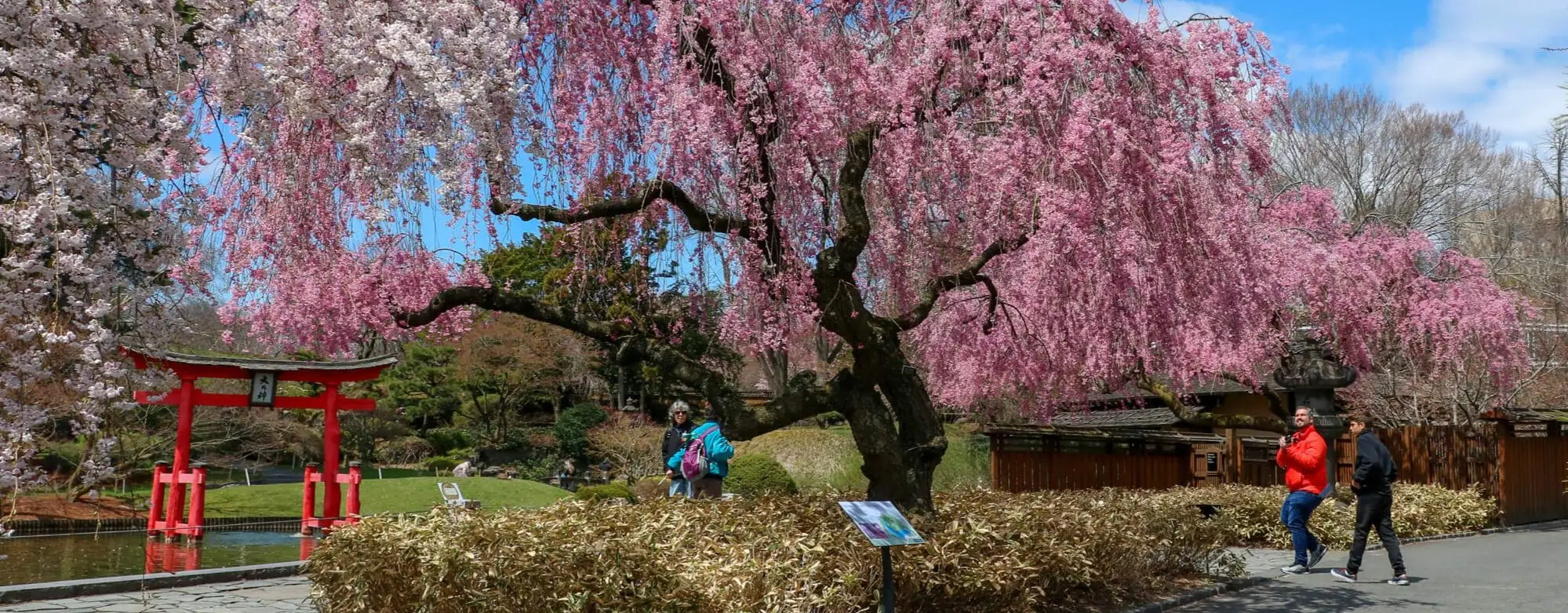 Japonya’da Koyo ve Sakura Arasındaki Farklar: Hangi Dönem Daha Güzel?