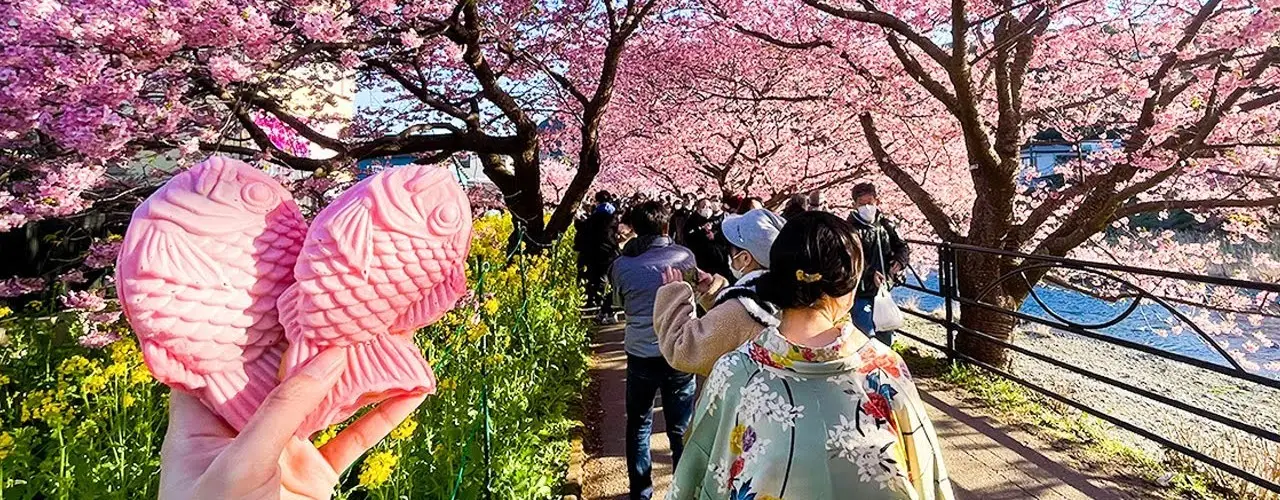 Japonya’da Kiraz Çiçeği Festivali Rehberi: Şehir Şehir Takvim