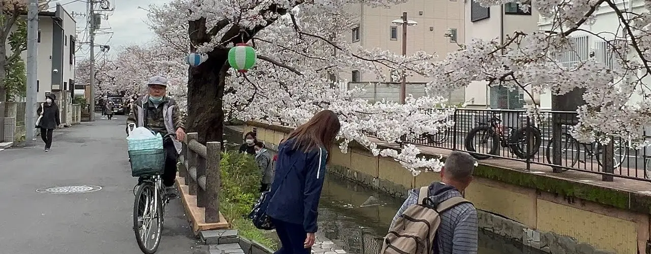 Sakura Zamanı Japonya’da Kalabalıktan Kaçmanın Yolları