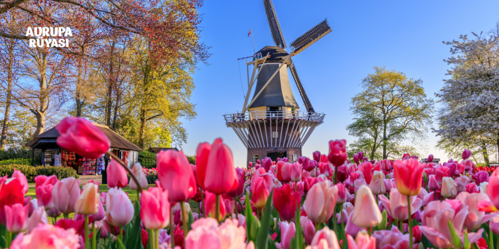 Hollanda Lale Festivali Nerede? Ne Zaman Gidilir?