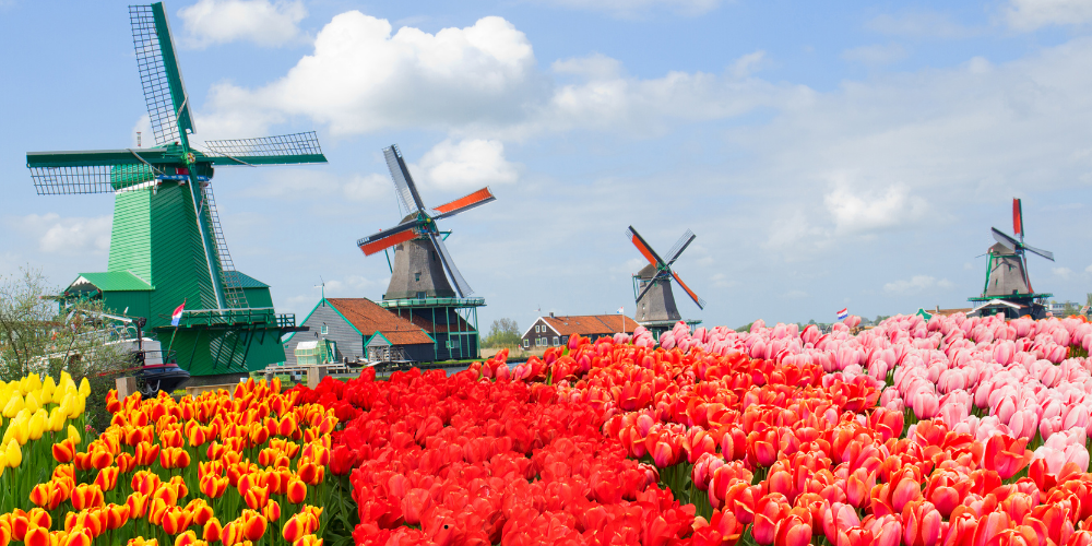 Zaanse Schans’ da Ne Yapılır? Zaanse Schans’ da Yapılacak 3 Aktivite
