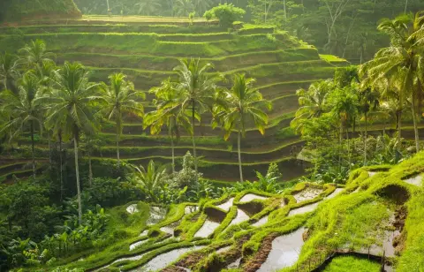 Singapur Malezya Bali Turu