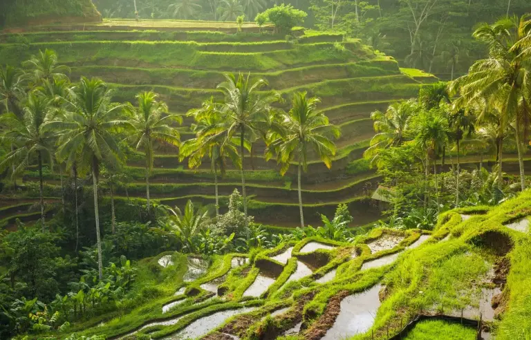 Singapur Malezya Bali Turu